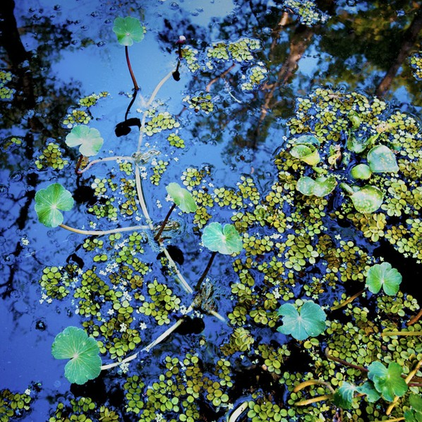 Duckweed #4, 2009