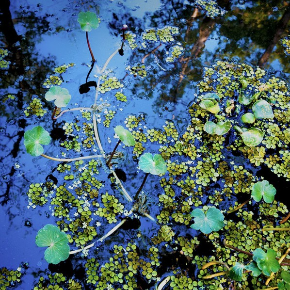 DUCKWEED #4, 2009