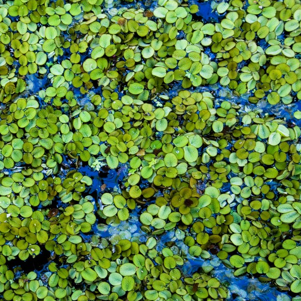 Duckweed #7, 2009