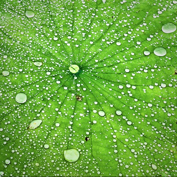 Lotus with Droplets, 2009