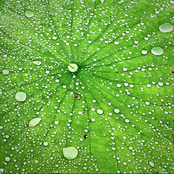 LOTUS WITH DROPLETS, 2009