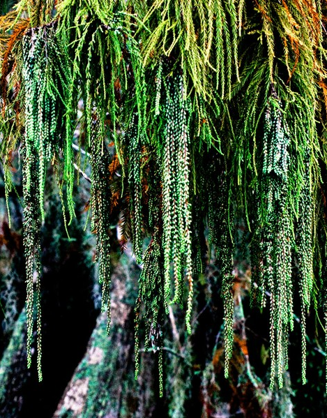CATKINS, 2009