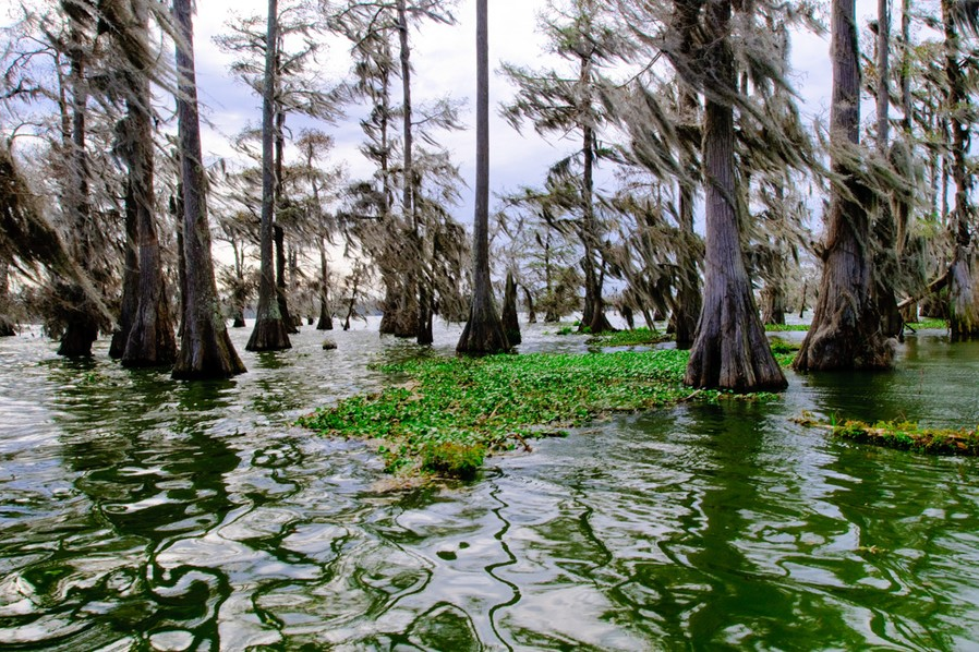 Wind in Cypress, 2008