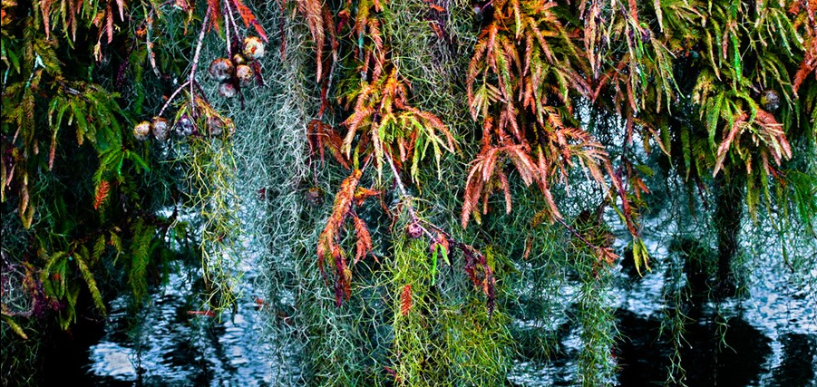 Autumn Cypress, 2009