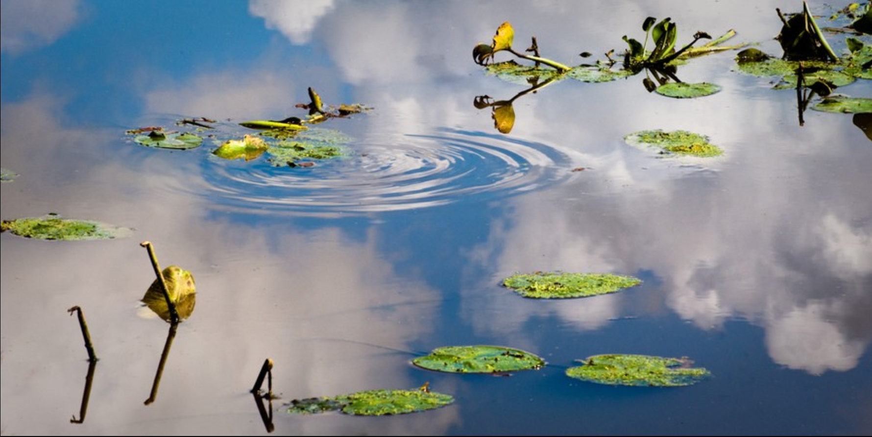 Reflections at Belle Place, 2009