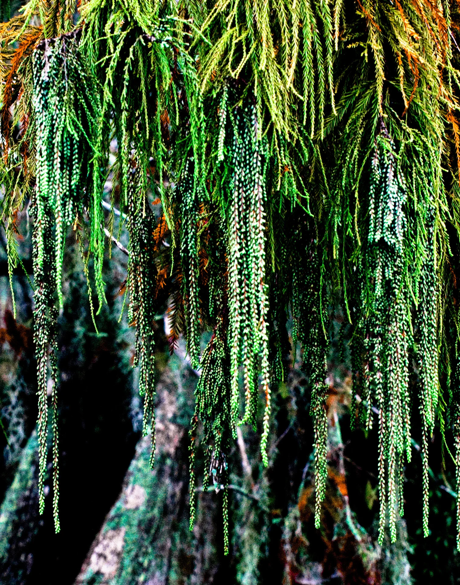 Catkins 2009