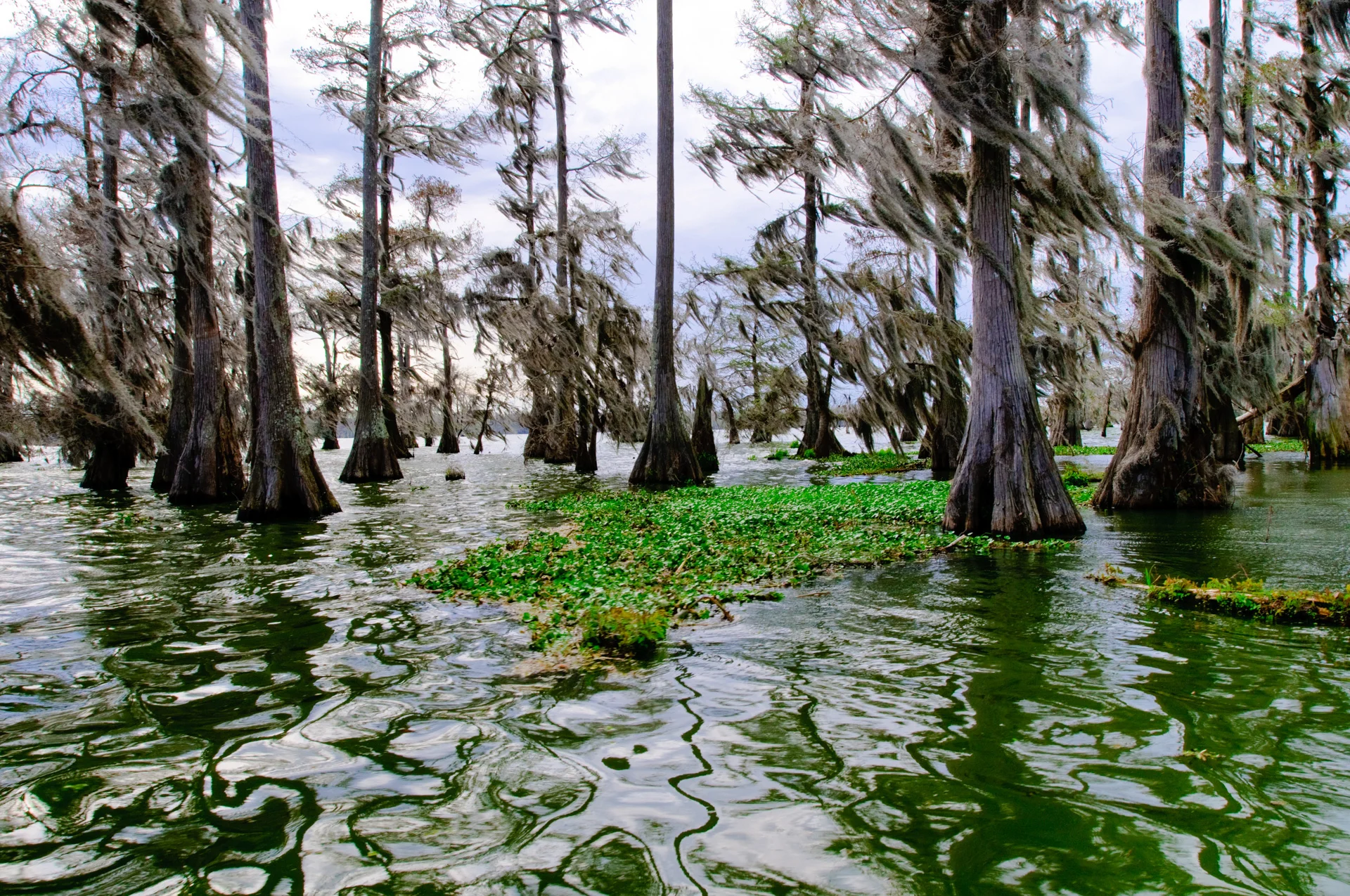 Cypress in Wind, 2007