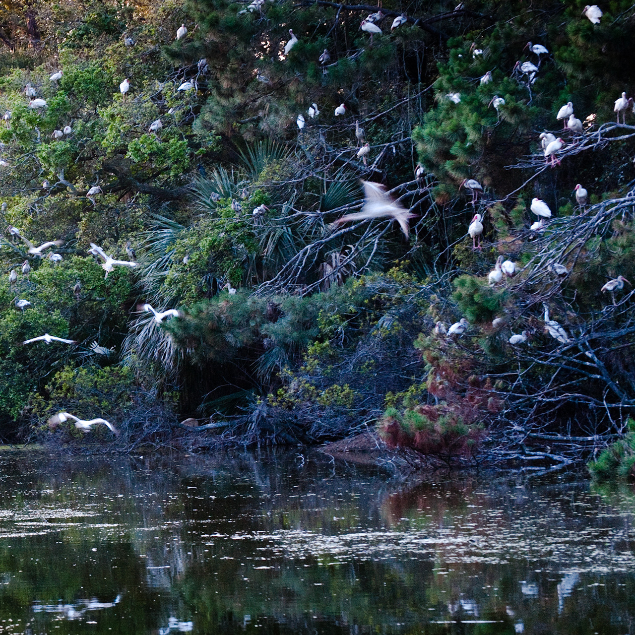 Ibis Sanctuary, 2010