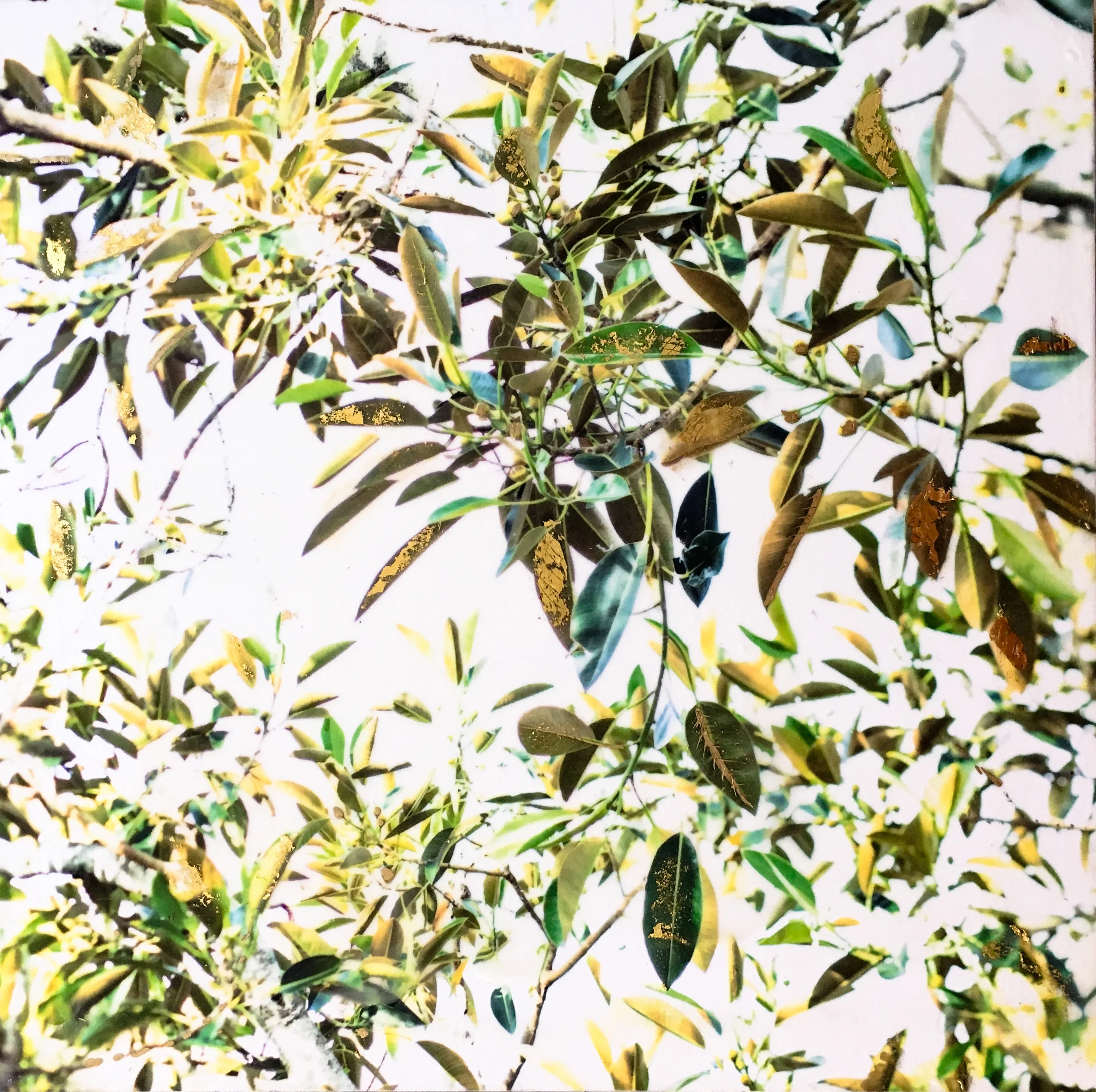 Leaves at Play, 2017, pigment print on kozo paper, oils, encaustic medium and 22k gold leaf on birch panel
