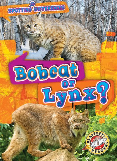Bellwether-Bobcat-or-Lynx-by-Mari-Schuh.jpg