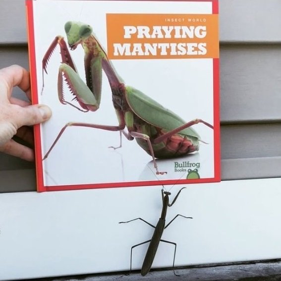 Praying Mantises.jpg