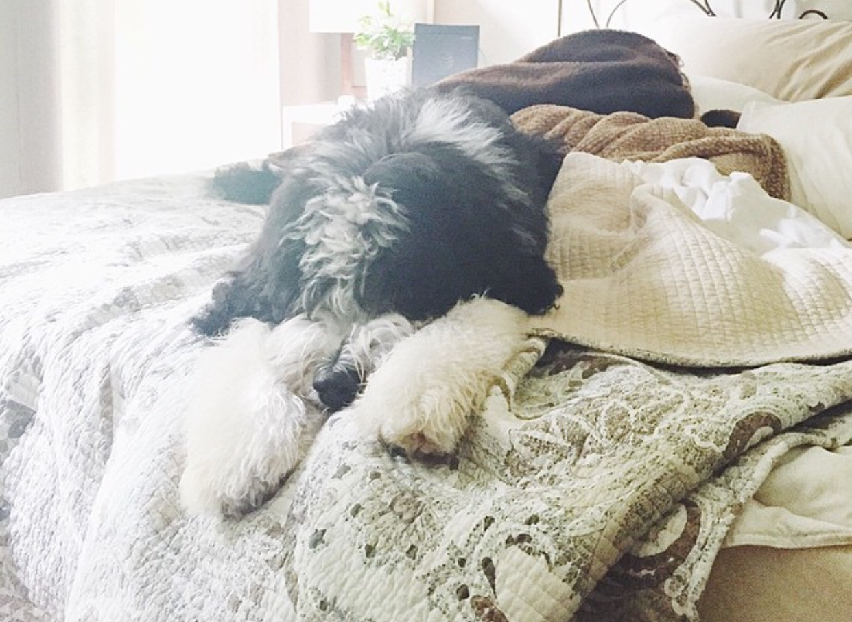 " Be the person your dog thinks you are. "