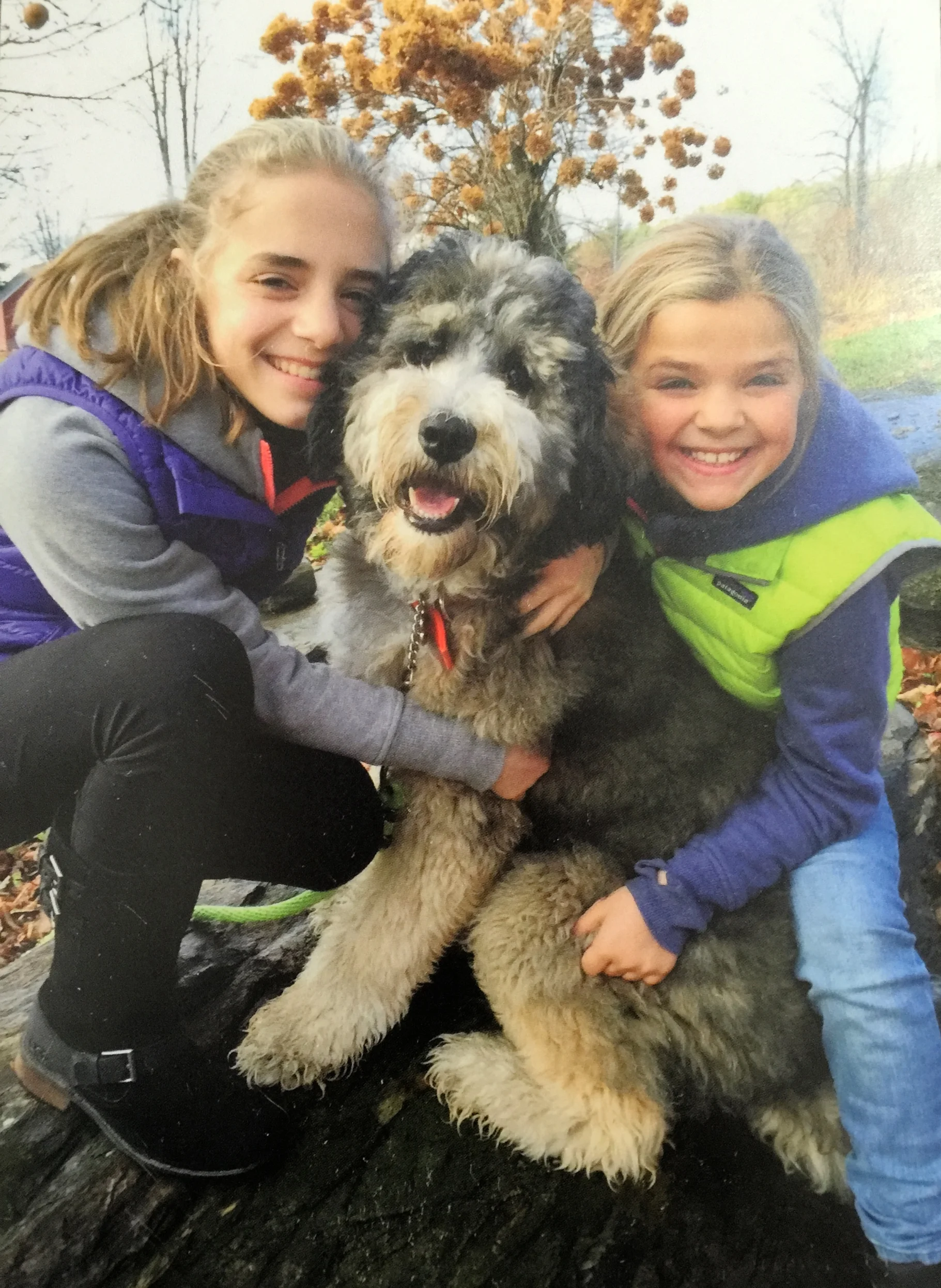 teddy bear bernedoodle size