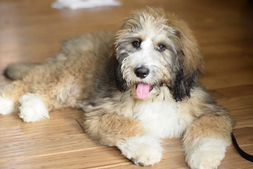 micro mini teddy bear bernedoodle