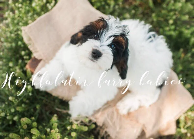 "Crumpet" Mini Australian Labradoodle STUD