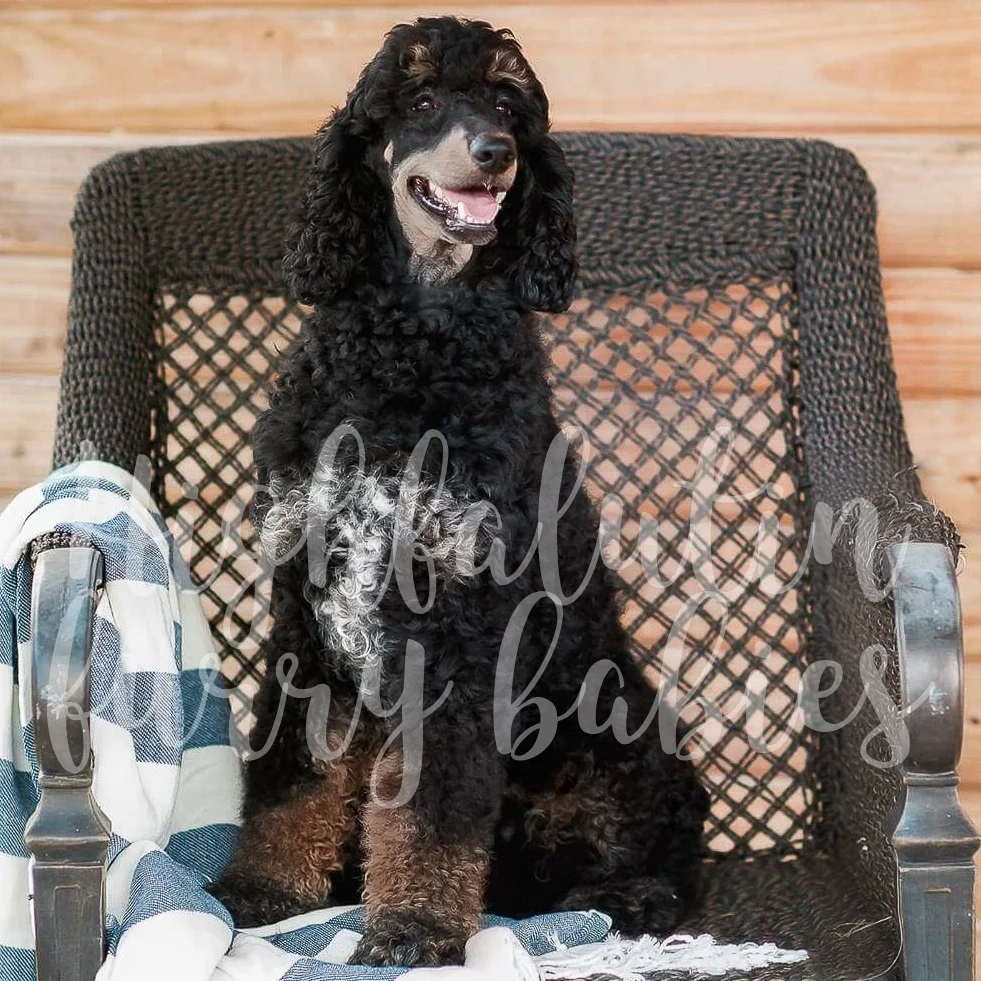Easton - Standard Poodle Stud