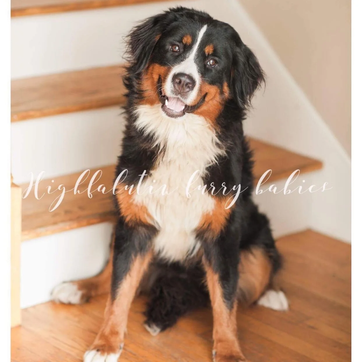 Sunny - Bernese Mountain Dog Momma