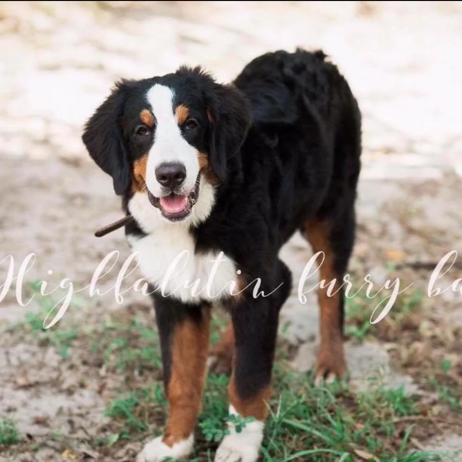 Vega - Bernese Mountain Dog Momma