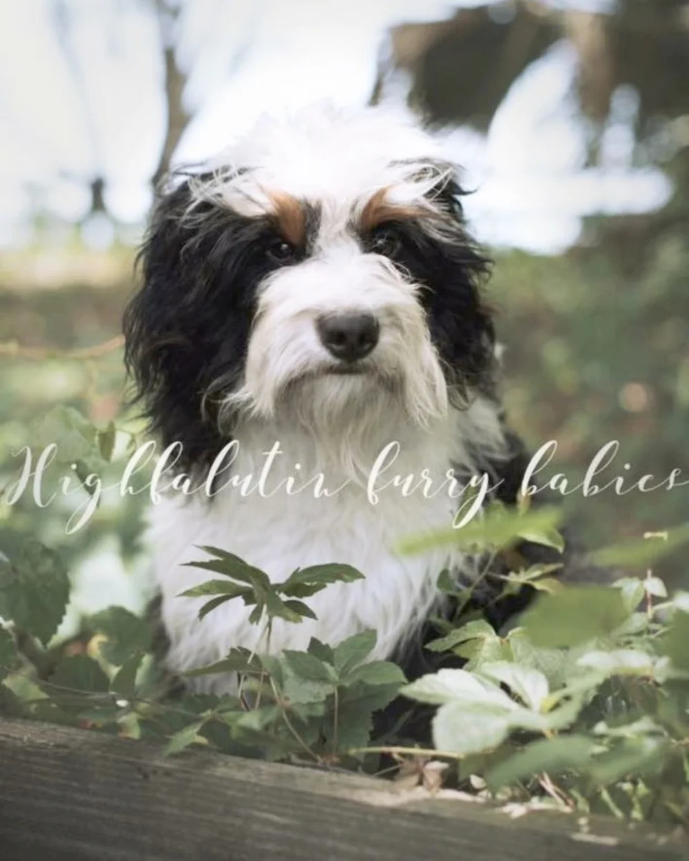 Milo-Findley - Mini F1 Bernedoodle Stud