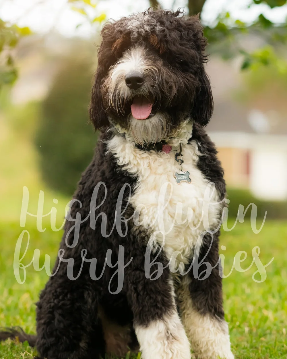 Gatsby - F1 Standard Bernedoodle Stud