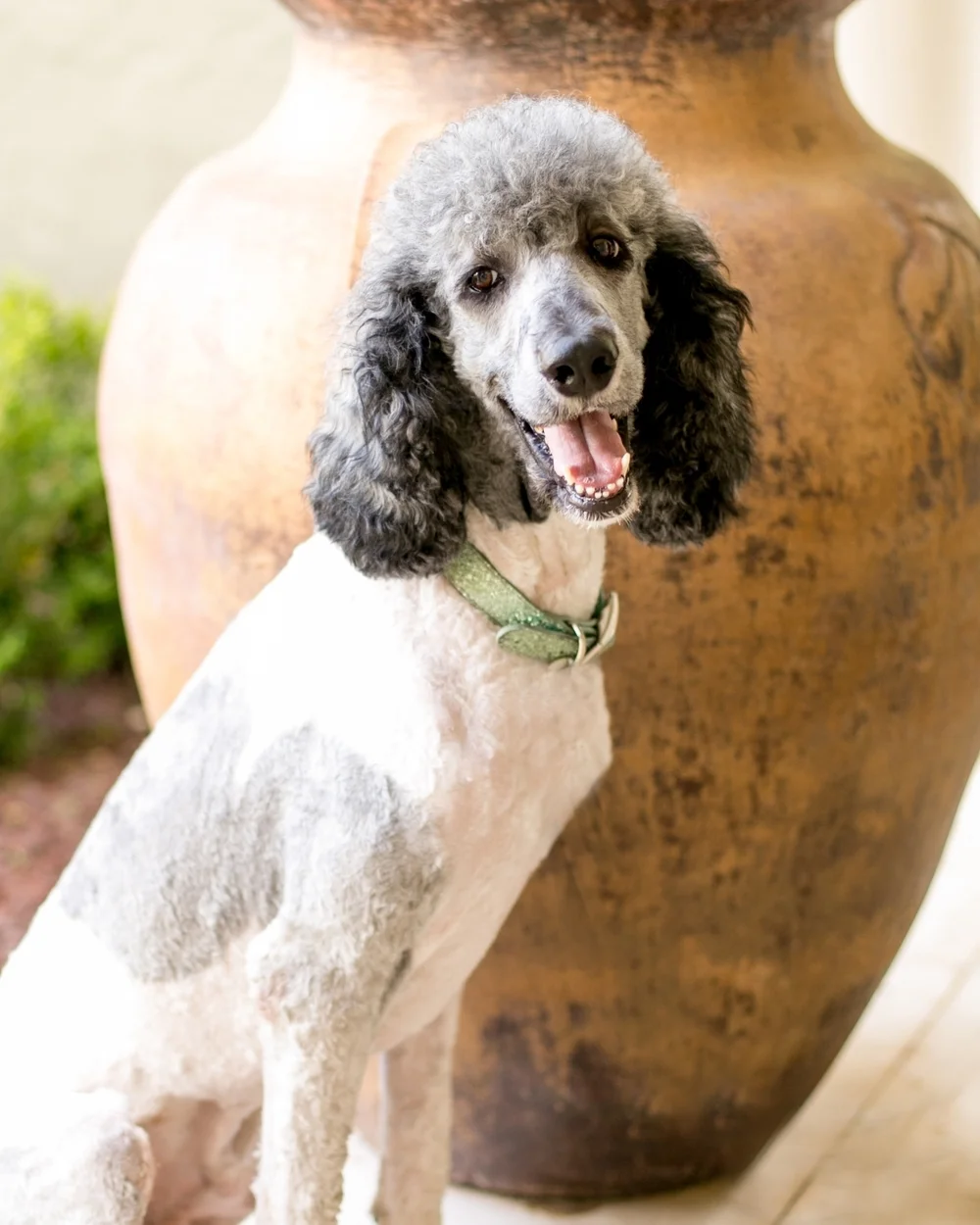 Jackson - Standard Poodle Stud