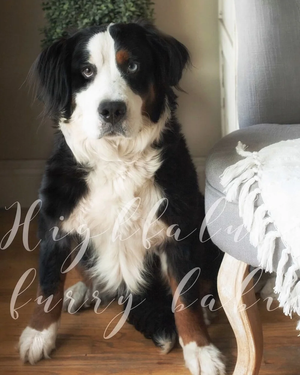 Roxy - Bernese Mountain Dog Momma
