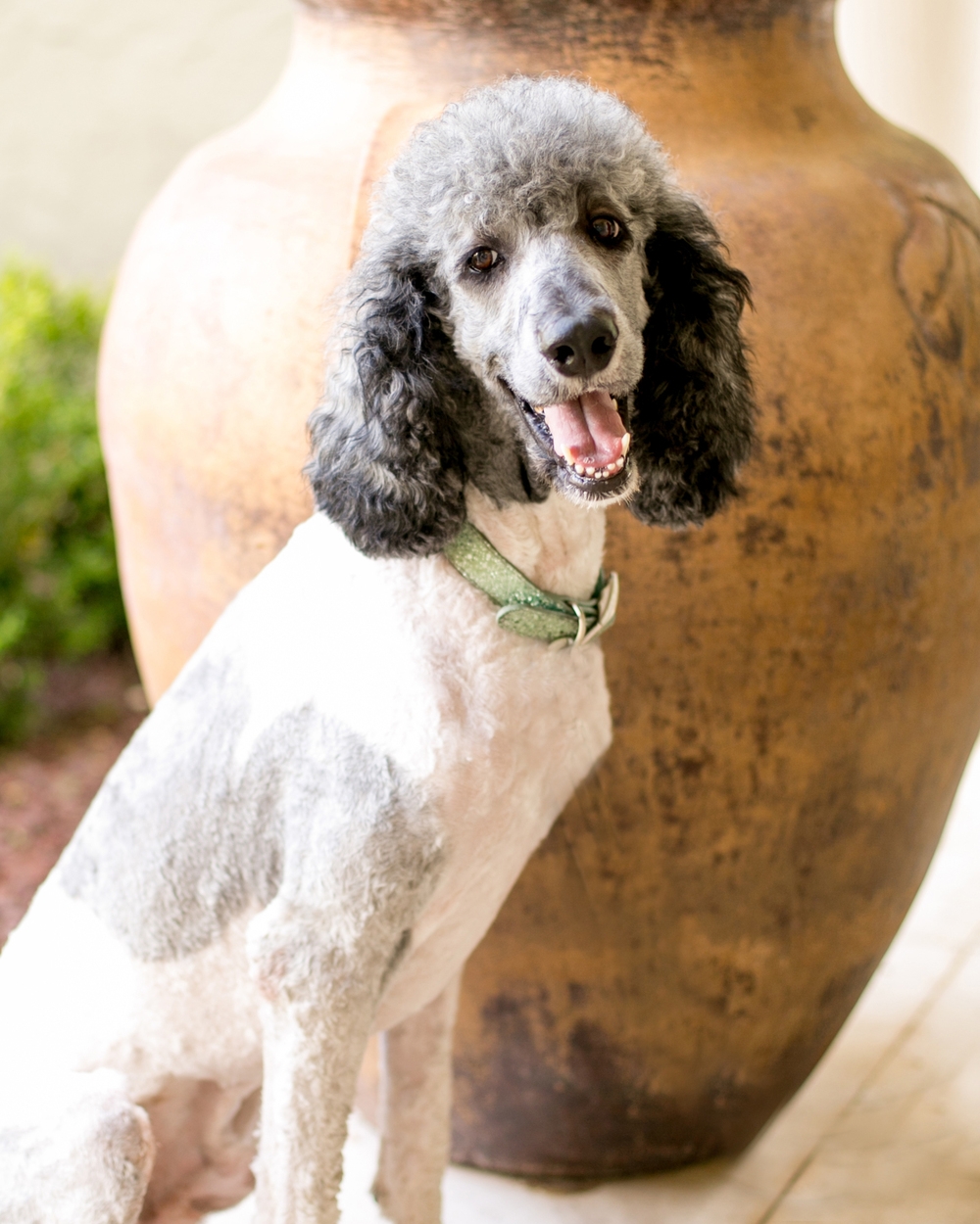 Jackson - Standard Poodle Stud