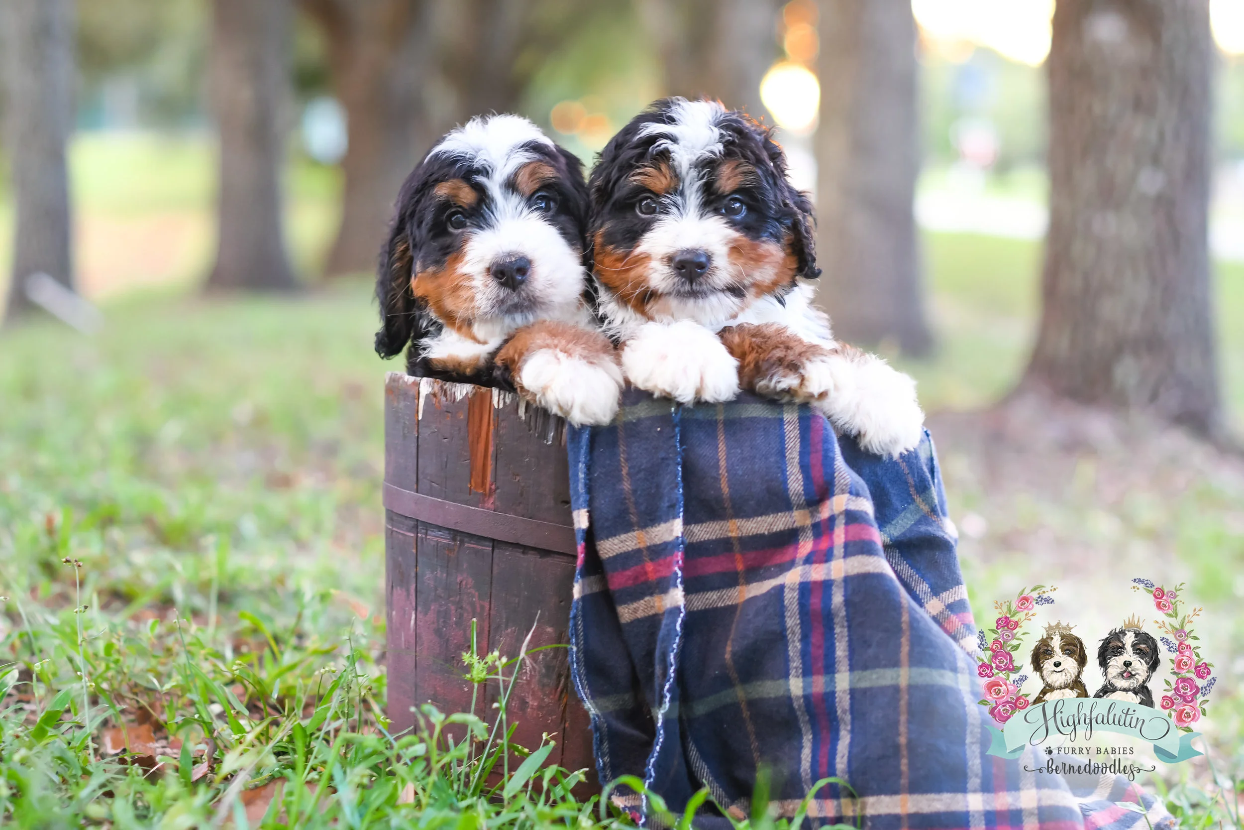 grey chihuahua puppies for sale