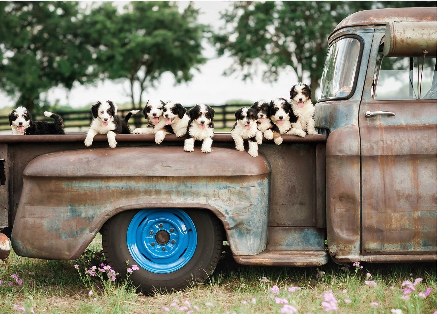 Puppy Truck.jpeg