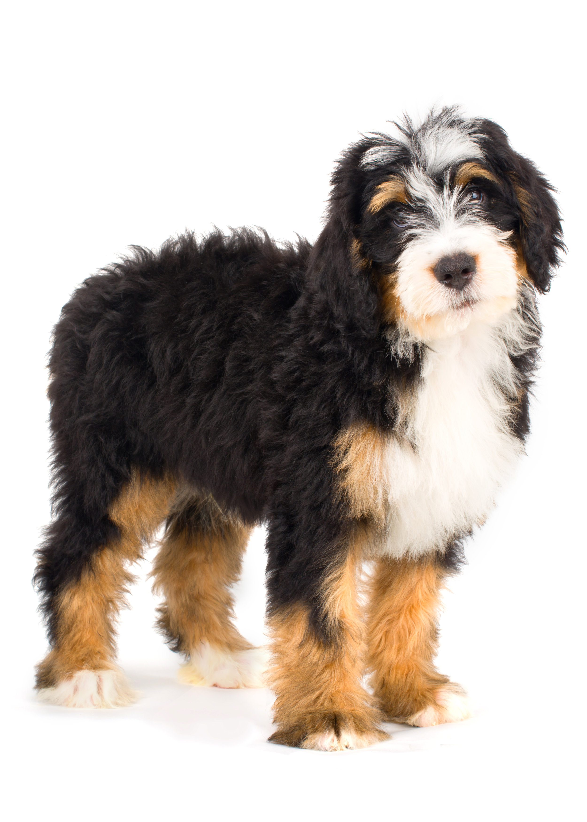 About Bernedoodles - Walnut Valley Puppies