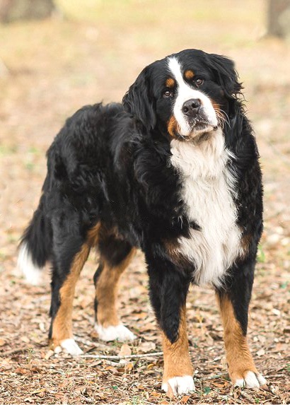 bernedoodle poodle