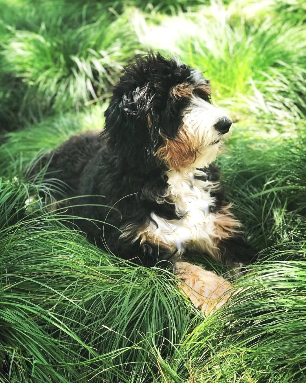 Big%252Band%252BLittle%252BBernedoodle.jpg