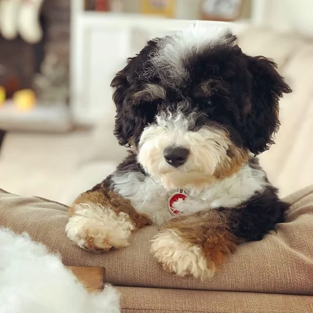 baby bernedoodle