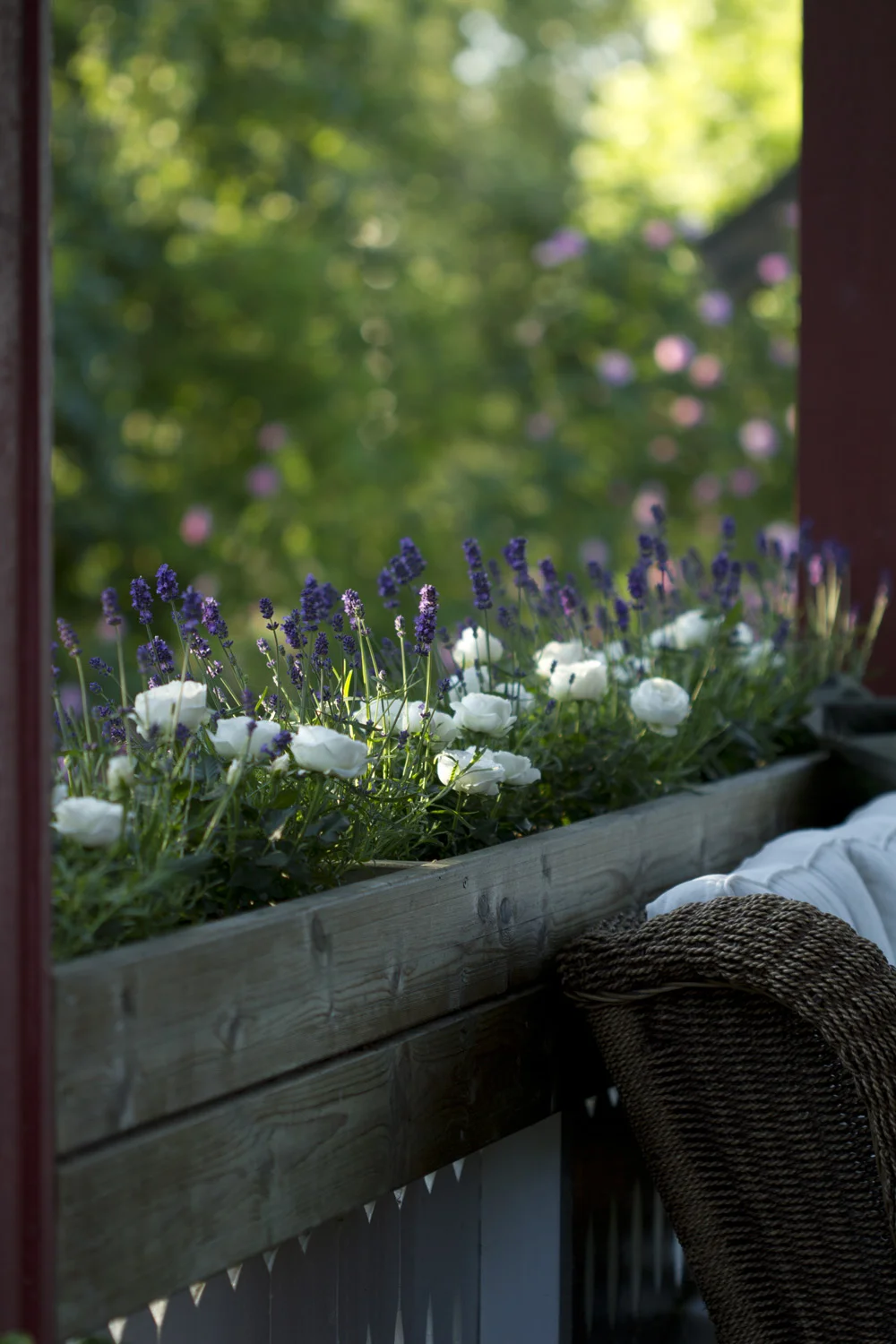 Ettersom blomsterkassene har mye sol, valgte jeg potteroser og lavendel i dem i år.