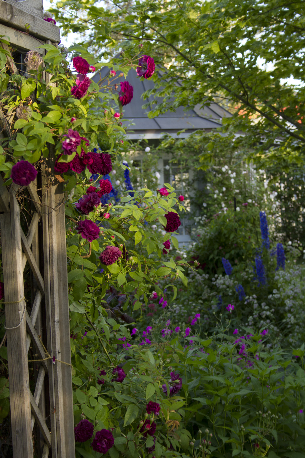 Rosene har stått utrolig lengde i år. Jeg tror aldri at 'Constance Spry' har blomstret så lenge før. Fremdeles har den noen få knopper. Dette bildet viser 'The Bishop' som hvert år blomstrer litt seinere enn de andre engangsblomstrende, så den er nok på topp denne helgen.