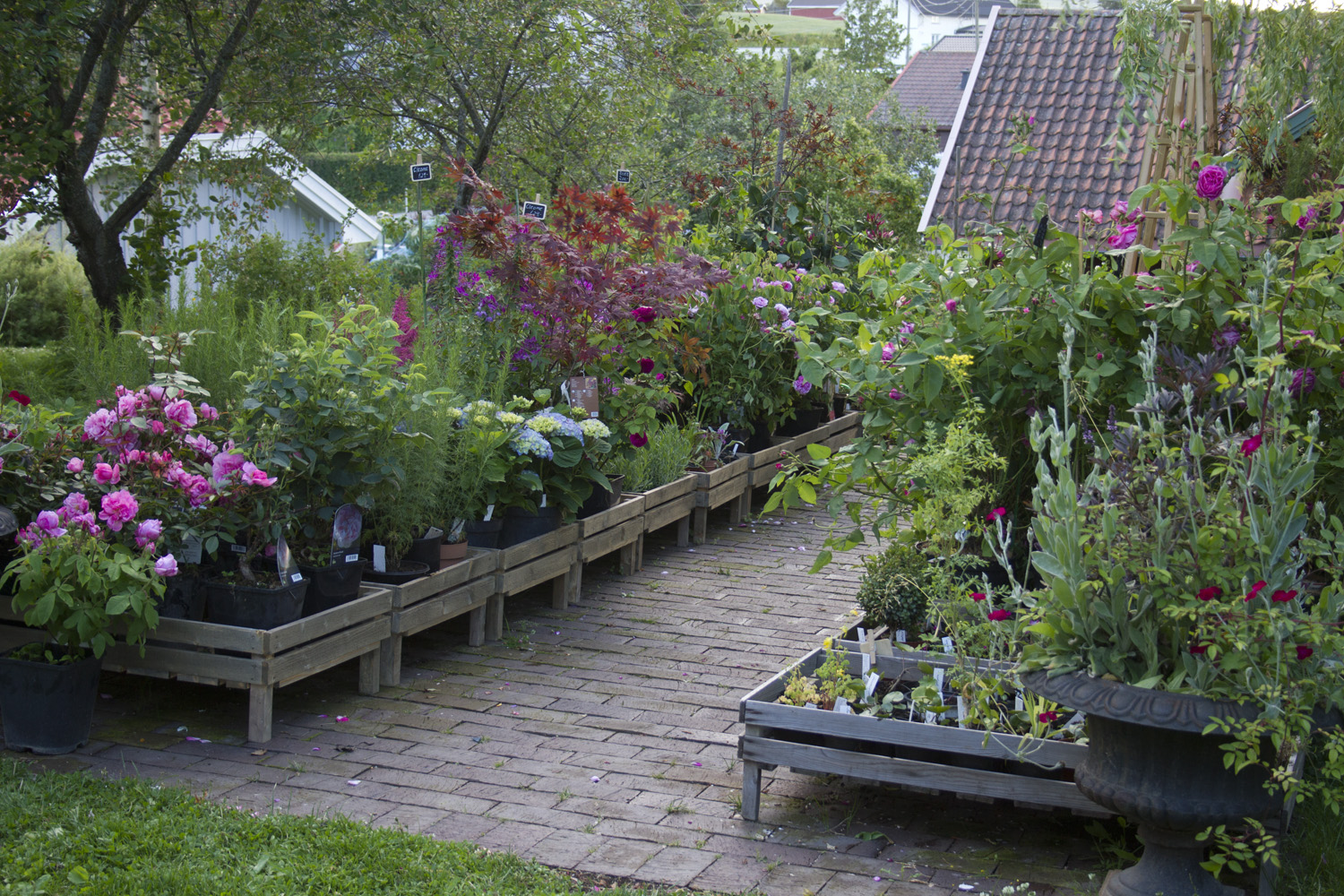 Plantefeltet med plantesalg er stappfullt. Evald og Ida var så snille og hjalp meg å kjøre med henger til Baldishol etter så flotte planter. Det er blant annet historiske roser, en Austinrose og canadiske roser. Alle i full blomst, store og kraftige. Favorittklematisene mine venter jeg inn første helgen i august.