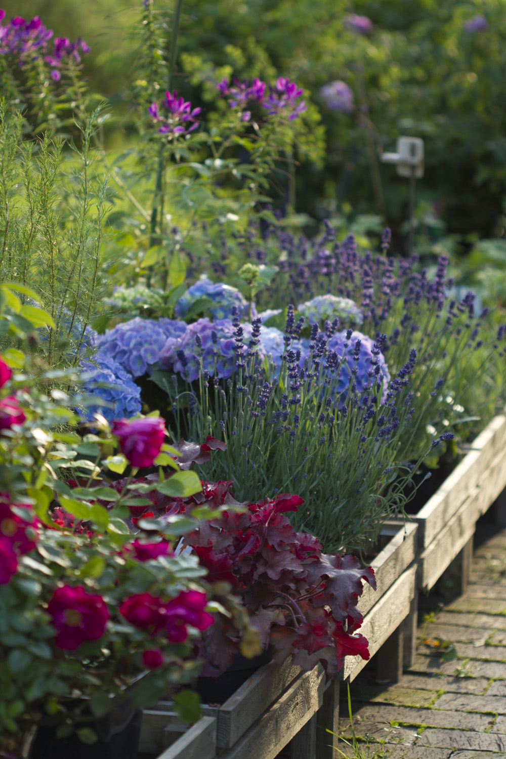 Plantefeltet med salgsplanter er igjen fylt opp med clematis viticella av forskjellige slag, stauder og litt påfyll med planter fra hagen.