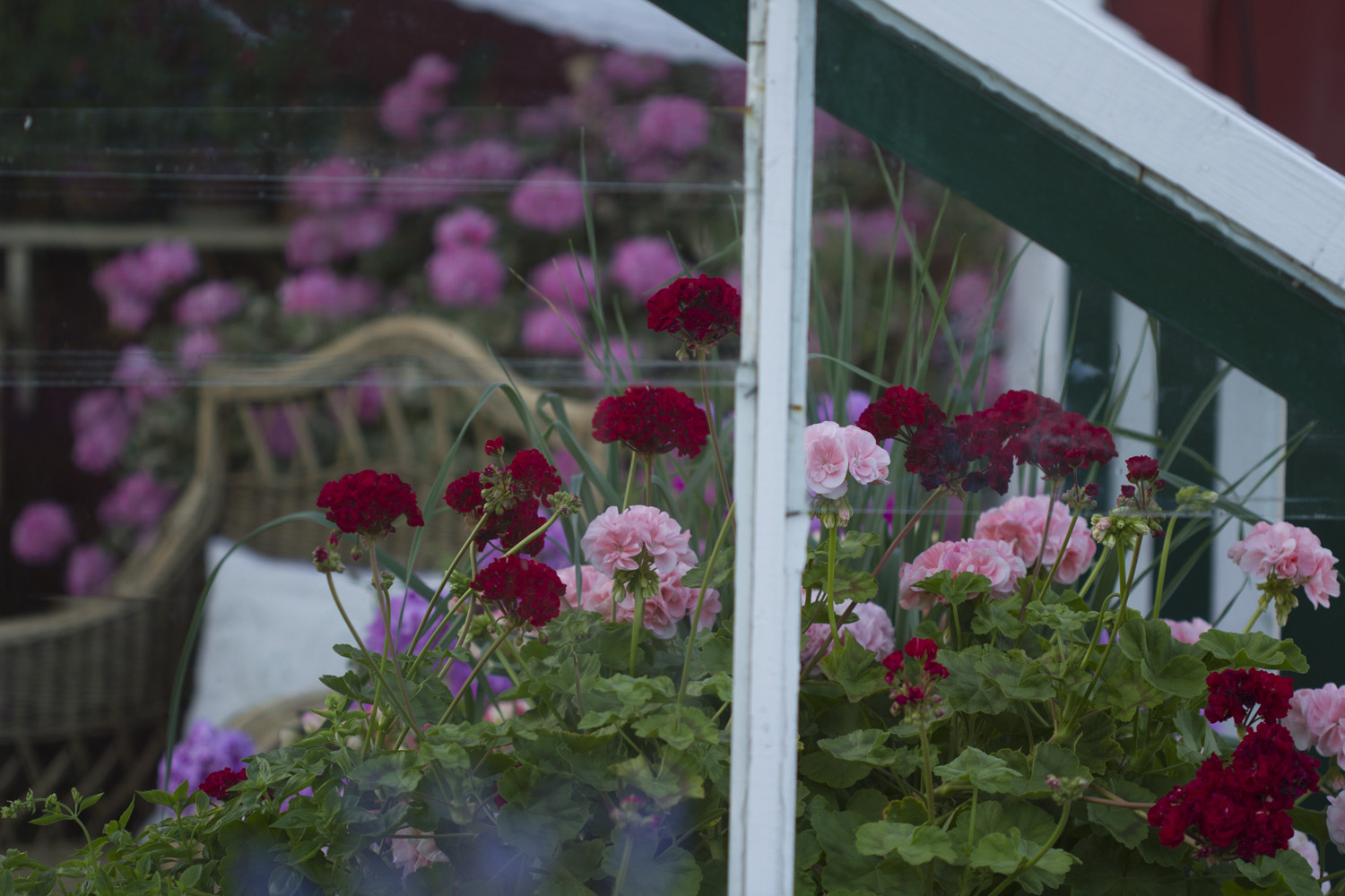 Den kjølige sommeren har gjort at plantene i drivhuset stortrives. Pelargoniene blomstrer om kapp.