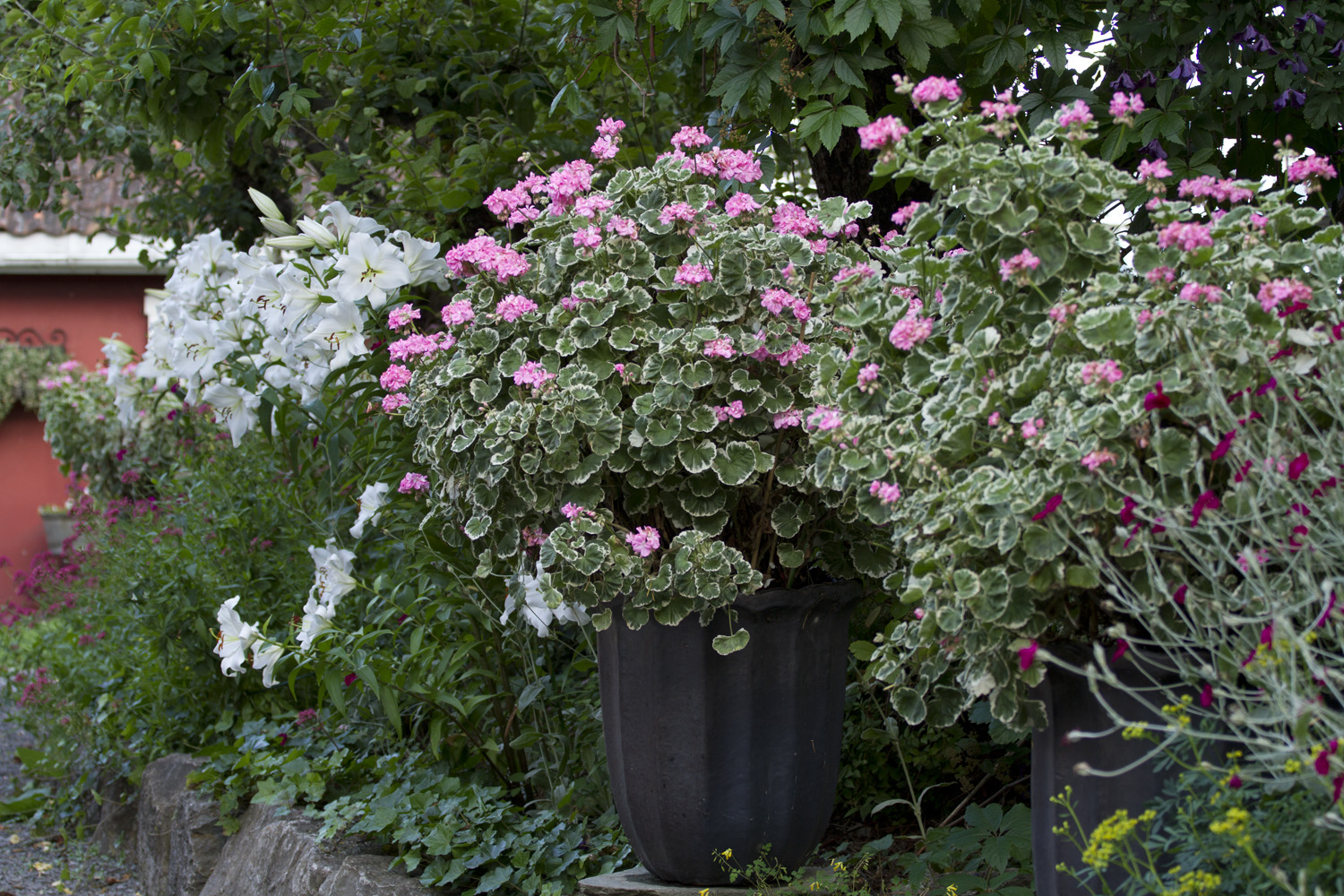 Selv om det har bøttet ned samtidig med sterk vind i uka som har gått, ser værgudene ut tilå være på vår side denne helgen også. Etter å ha klippet trillbåra full med brune pelargoniumsblomster etter alt regnet, er det da igjen noen få blomster. Liljene ser imidlertid ut til å ha greit regnet veldig godt.
