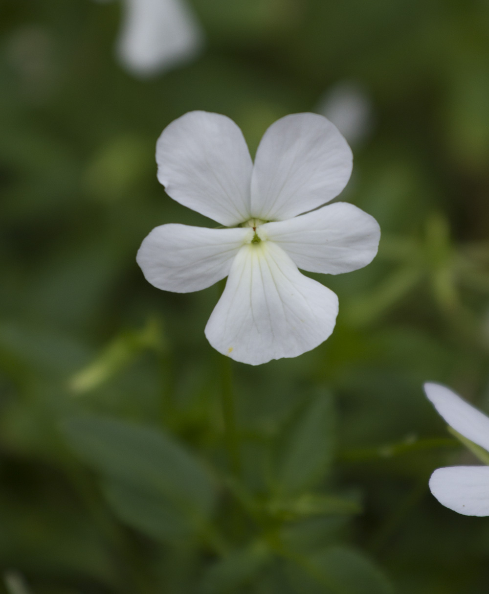 Jeg blir stadig mer begeistret for de rene, hvite blomstene. Disse fiolene har Valle laget til med fra frø fra Chiltern Seeds