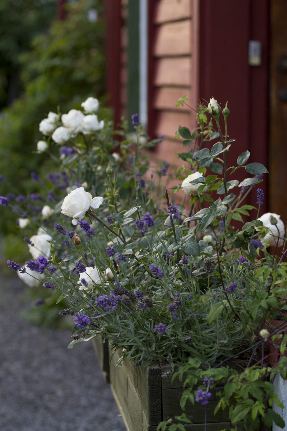 Blomsterkassene med potteroser og lavendel har holdt seg ganske bra gjennom sommeren.