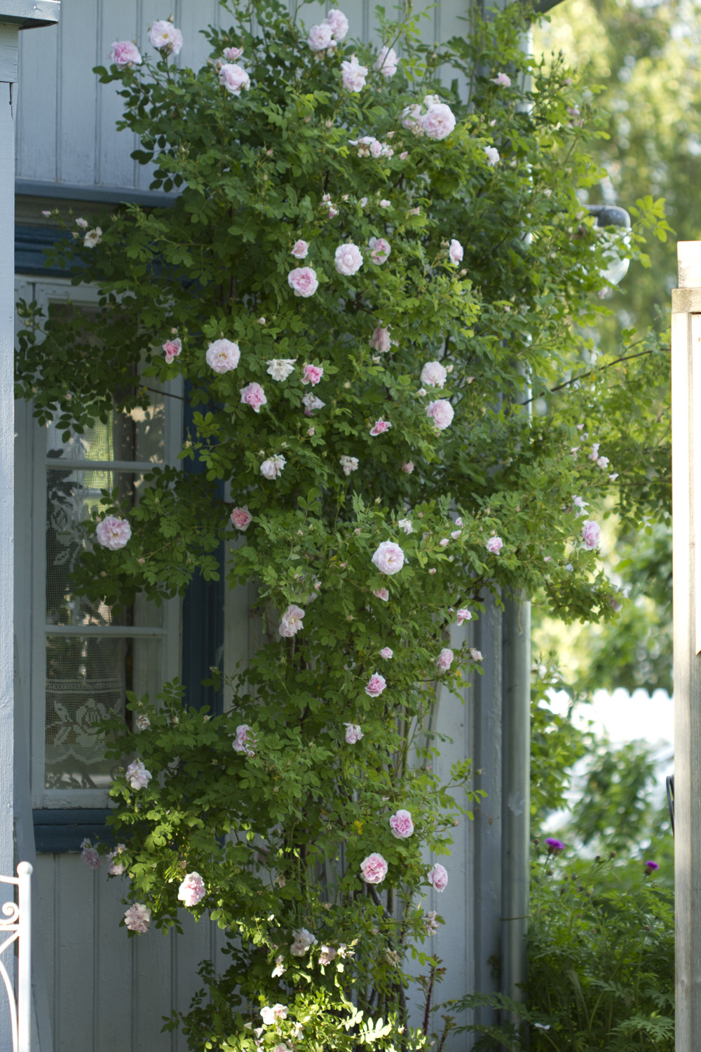 Rosa Pendulina er ferdig med blomstringen, men Hurdalsrosa, Kanelrosa og Martin Frobisher som vist på bildet er godt i gang med blomstringen.