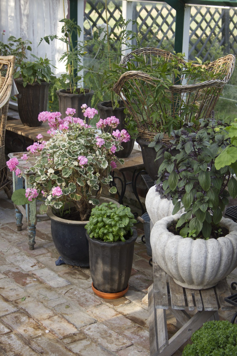 I drivhuset er pelargoniaene i gang med blomstringen og tomatplanter, basilikum og pasjonblomsten er på plass.