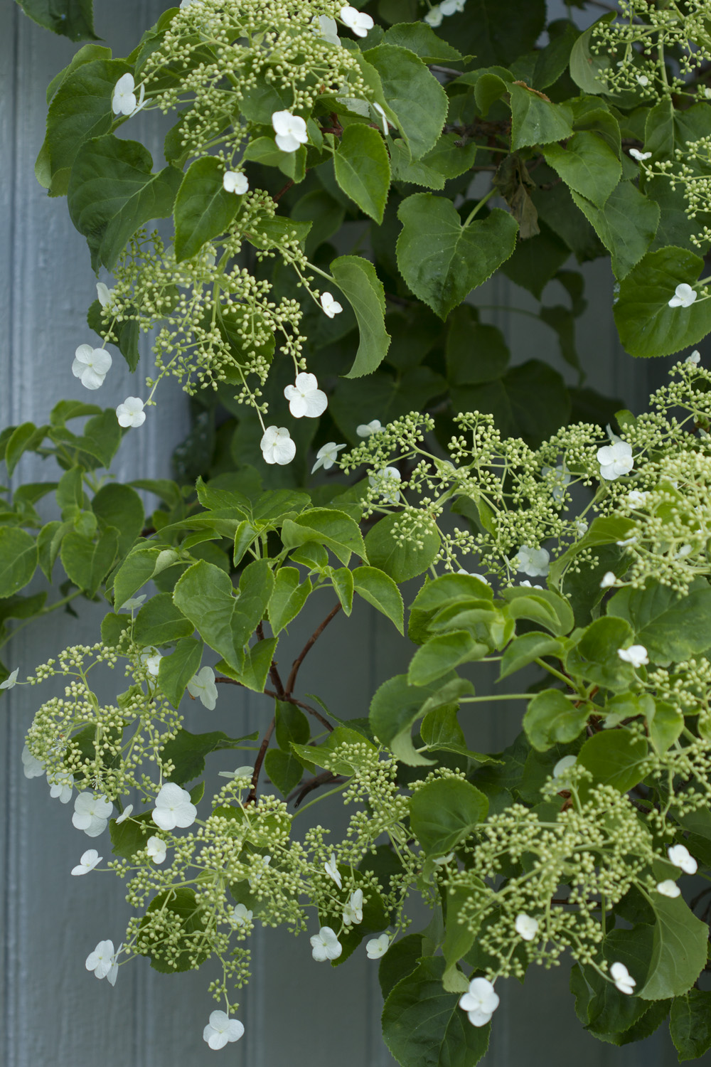 Og selvfølgelig er det blondeblomster i hagen. Du er hjertelig velkommen til en hagevandring. Et tips er å vente til litt utpå dagen. Kl 12 pleier det å være ganske fullt i hagen.