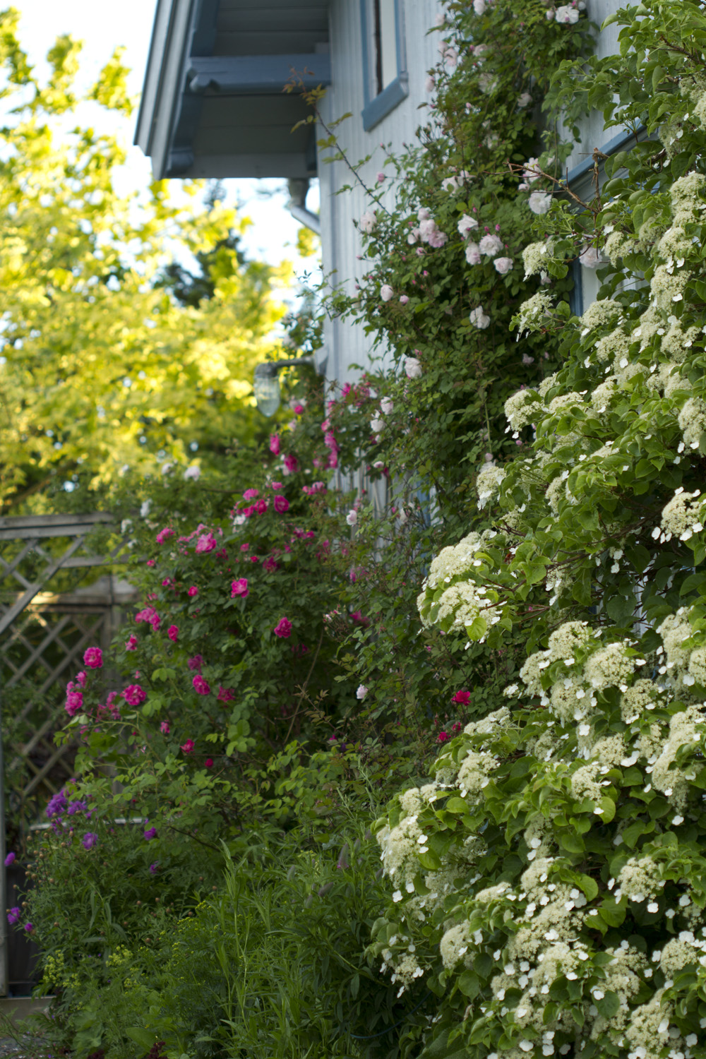 Selv om østveggen ble malt først på sommeren, begynner det å blomstre her også. Venusta Pendula står snart på sitt fineste og strekker noen roser helt opp i 2. etasje