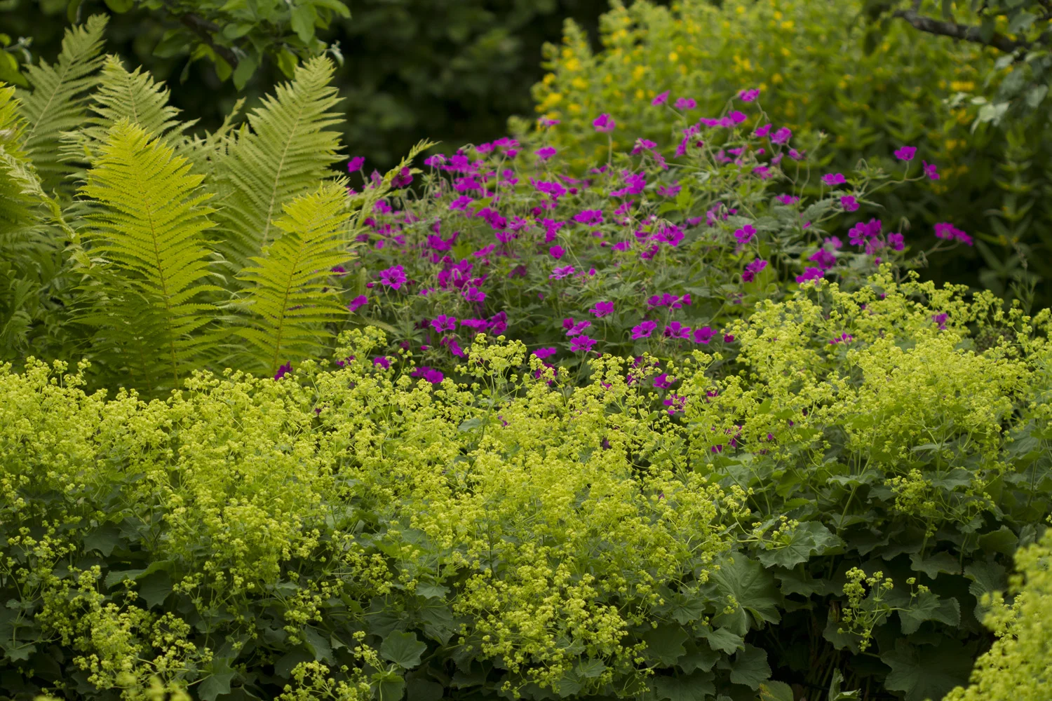 Marikåpene vokser og vokser. Jeg synes de limefargede blomstene lyser opp i hagen