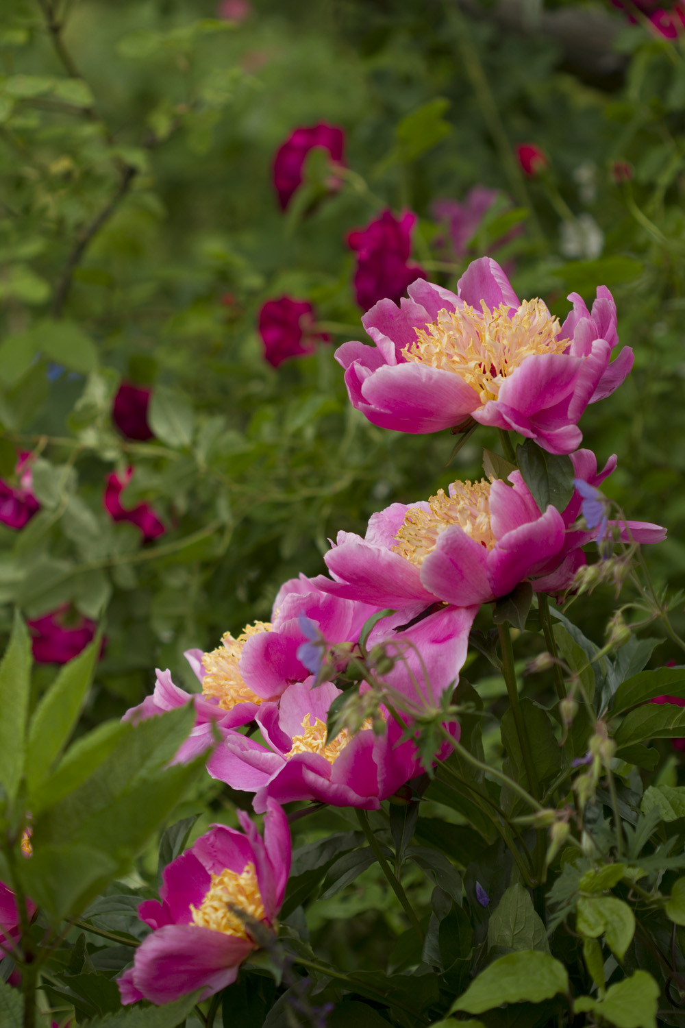 Noen pioner er ferdige, noen står i full blomst og noen står med knopper.