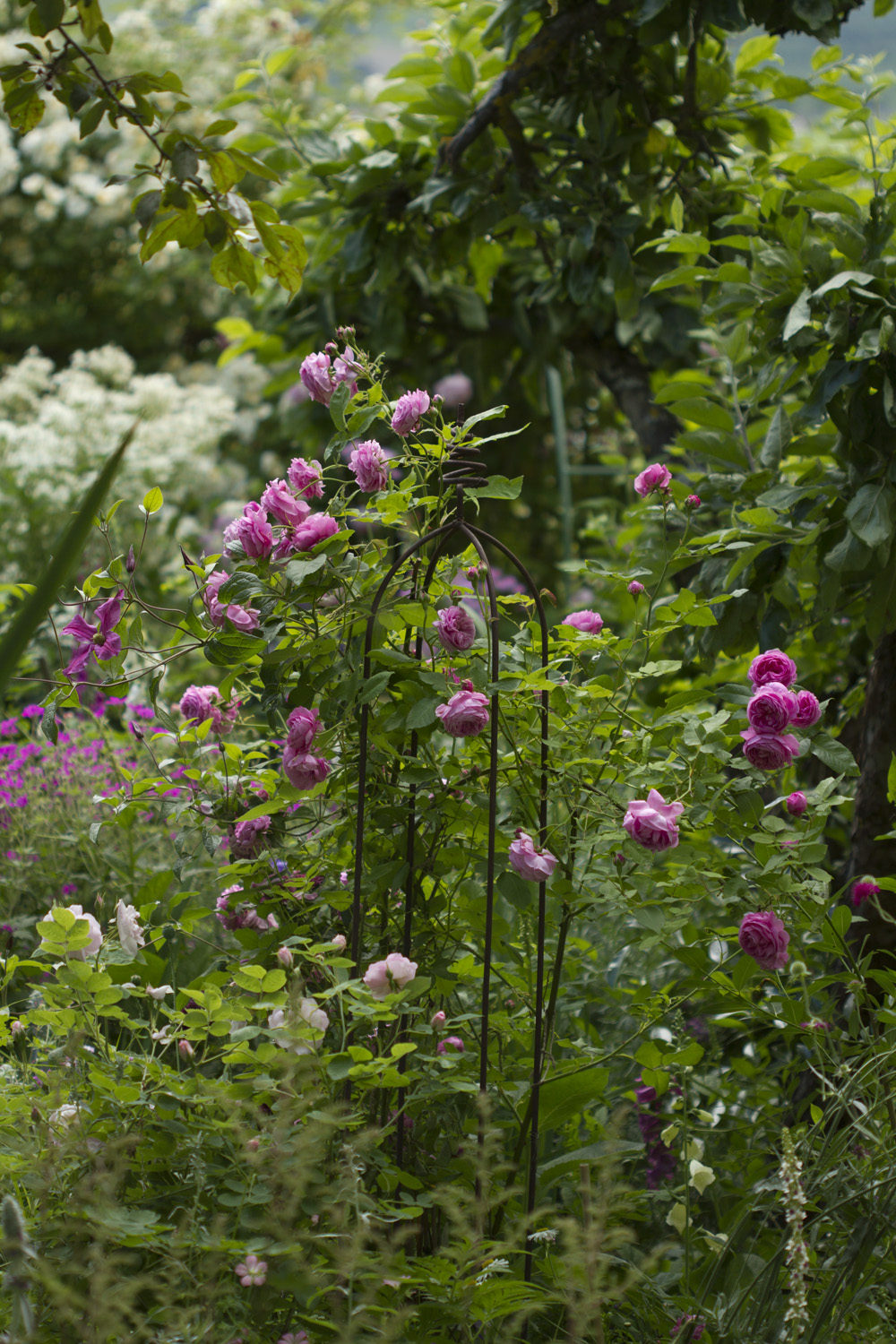 Selv om 'Chianti' og 'Constance Spry' er ferdig med hovedfloret, er det mange roser som blomstrer bra. Jeg har 'Louise Odier' fire plasser i hagen og alle blomstrer fint nå.