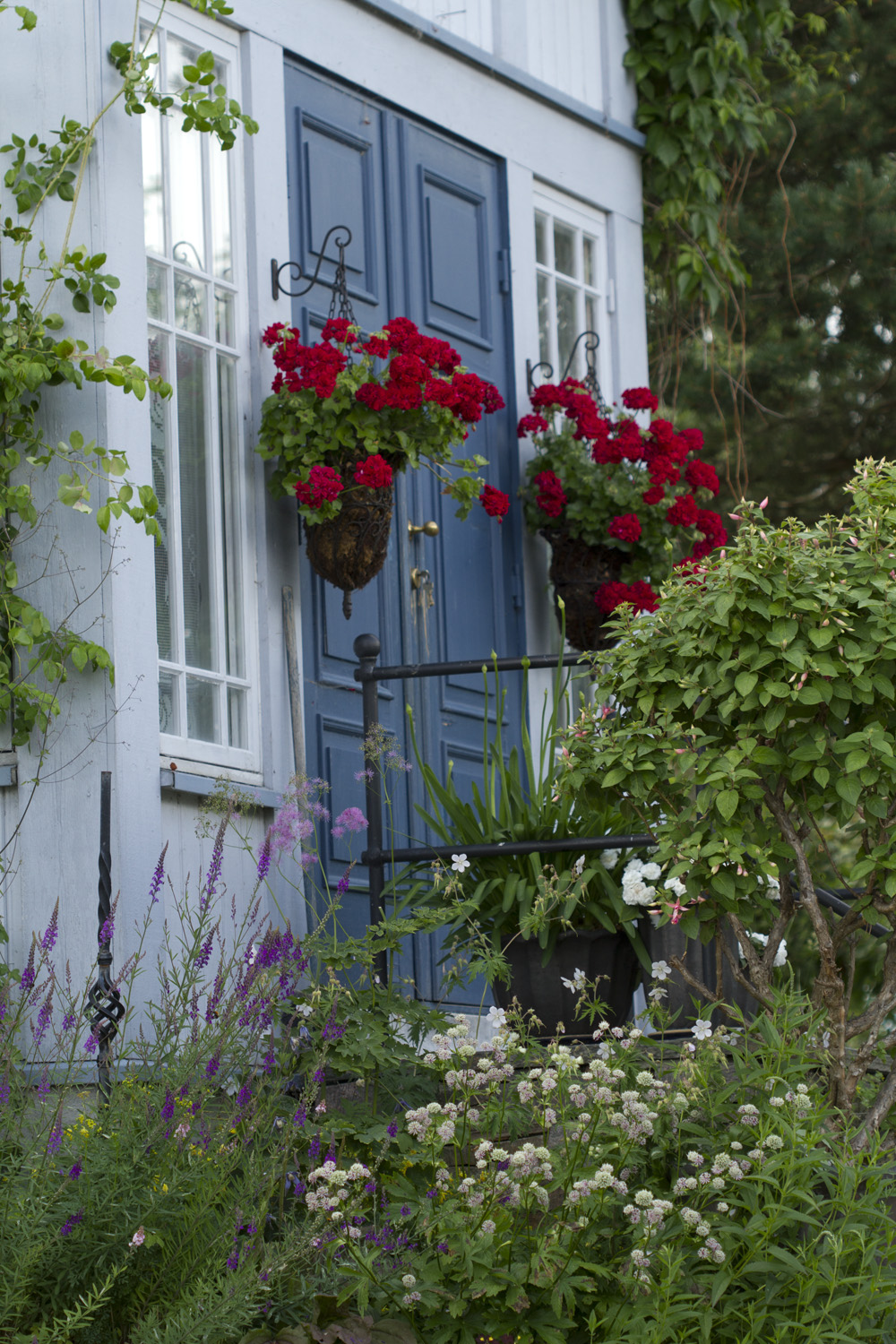 Pelargonene ved døren er nok godt over 10 år, og gir fremdeles mye blomstreglede.