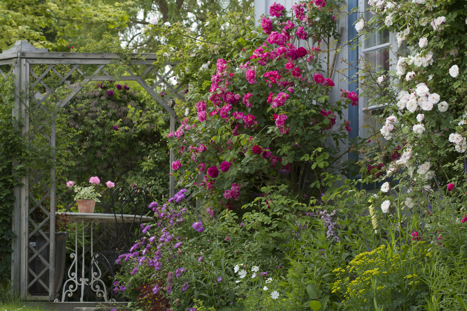 Vann, vann og mer vann tror jeg er viktig for å beholde blomstringen lengst mulig i disse varme sommerdagene.